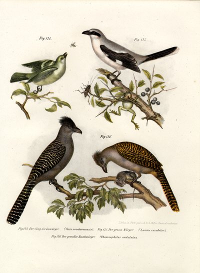 White-eyed Vireo by German School